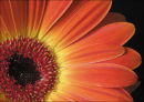Gerbera 2